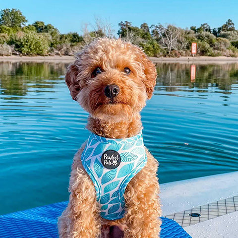 Sam in the Koalified Cuddler reversible harness.