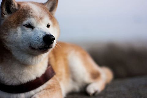 Shiba Inu, the Iconic Japanese Dog Breed