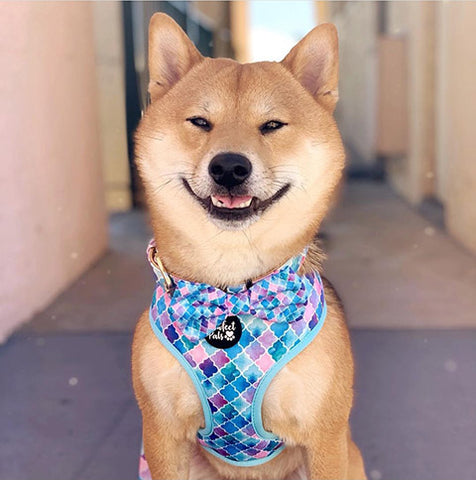 Smiling Shiba Inu in Don't Quit Your Daydream reversible harness.