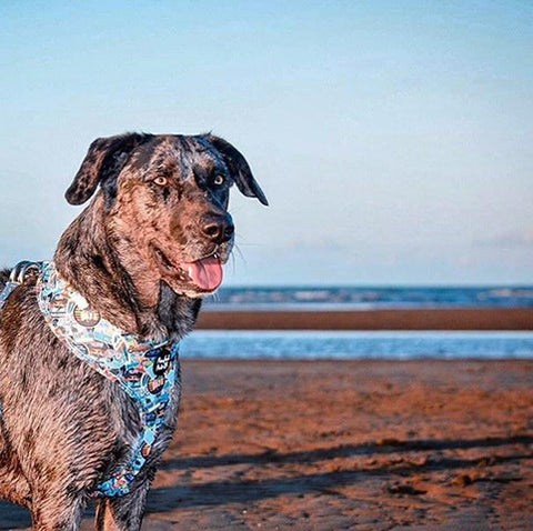 Sonic the Catahoula Cross wearing Little Dude reversible harness.