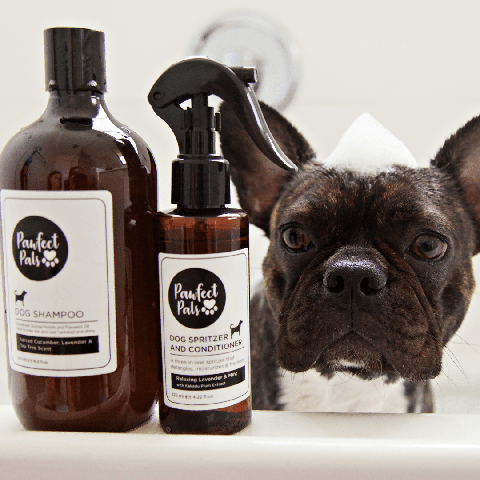 Pawfect Pals AmbassaDOG looks at bottles of shampoo and conditioner.