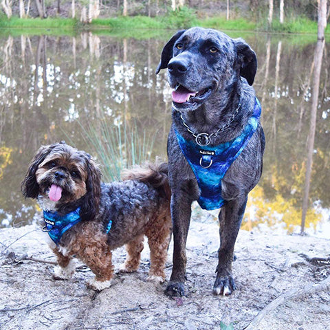 AmbassaDOGs Teddy and Sonic wear their matching Shell Yeah - Ocean Waves no-pull adjustable harnesses.