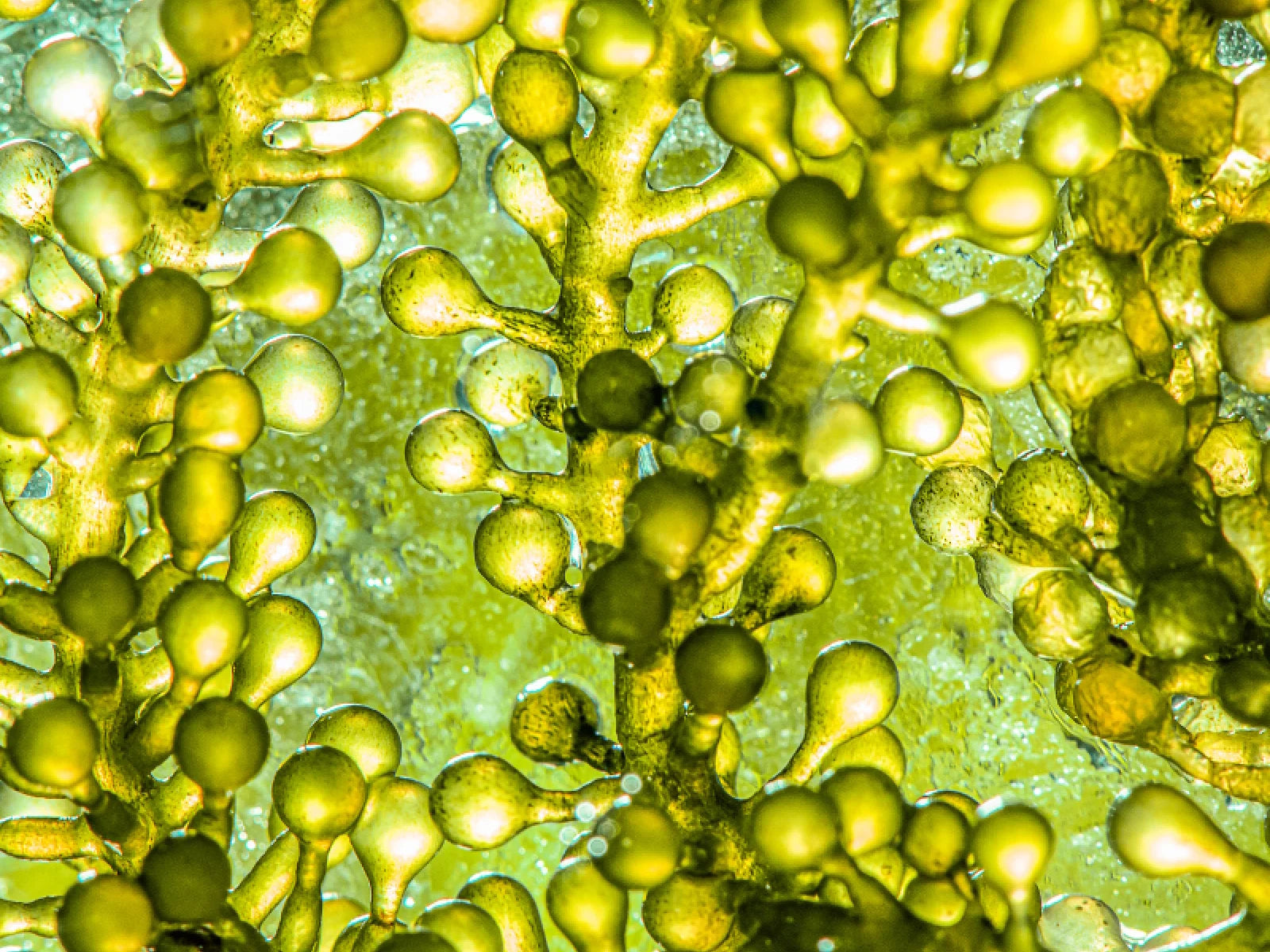Close-up of green seaweed with spherical structures.