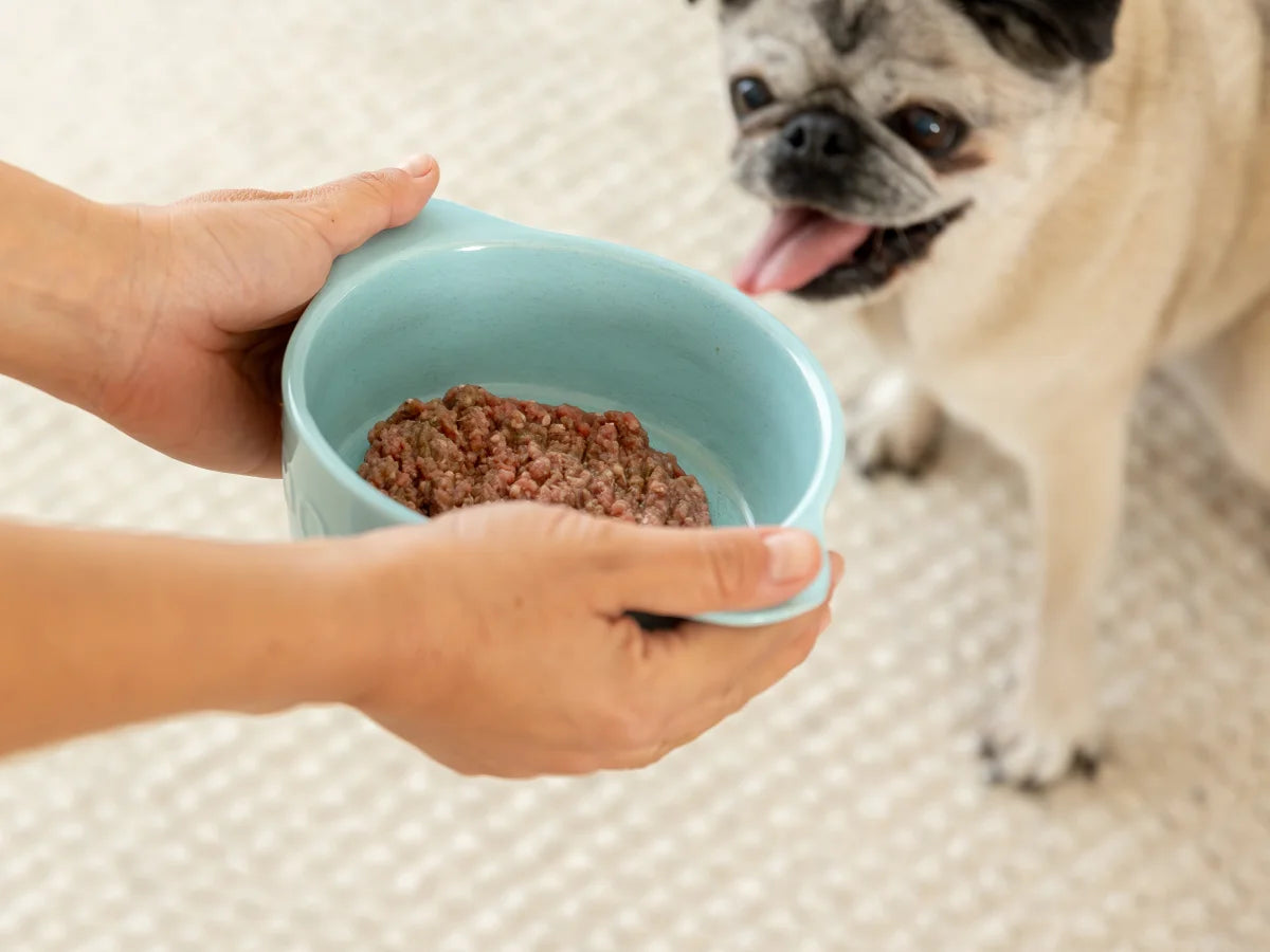 Person holding a bowl of dog food in front of a happy pug.