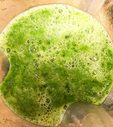 Wheatgrass in blender