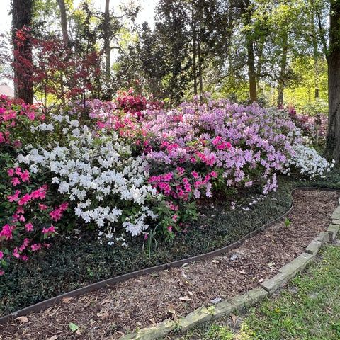 Bender Board used to edge a flowerbed.