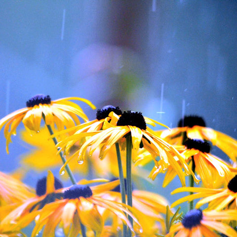yellow flowers getting rained on