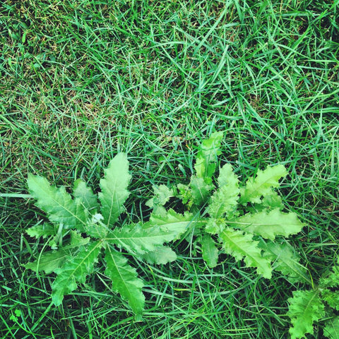 Weeds in grass