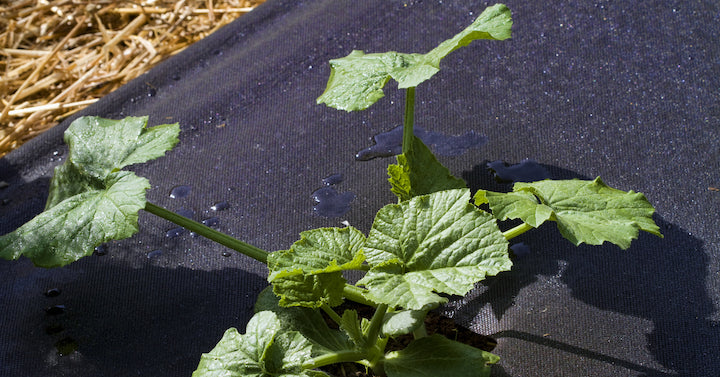 A plant surrounded by weed barrier