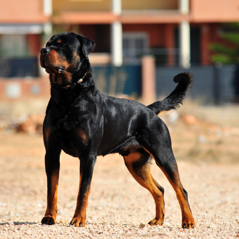 are rottweilers good farm dogs