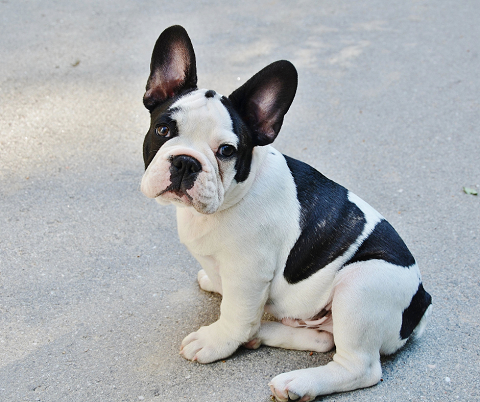 are french bulldogs born with a long tail