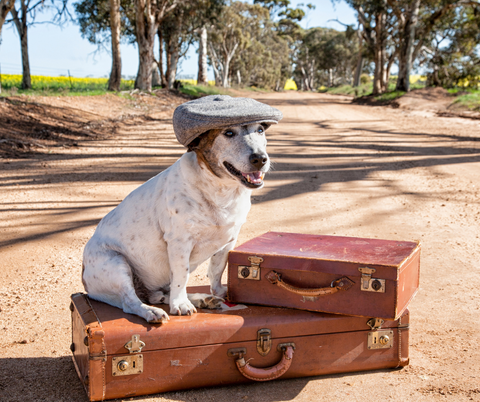traveling dog