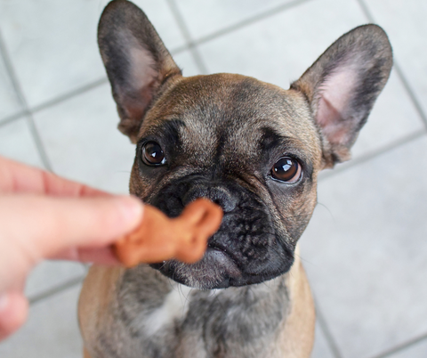 dog treat