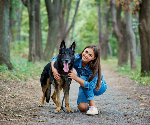 German Shepherd 