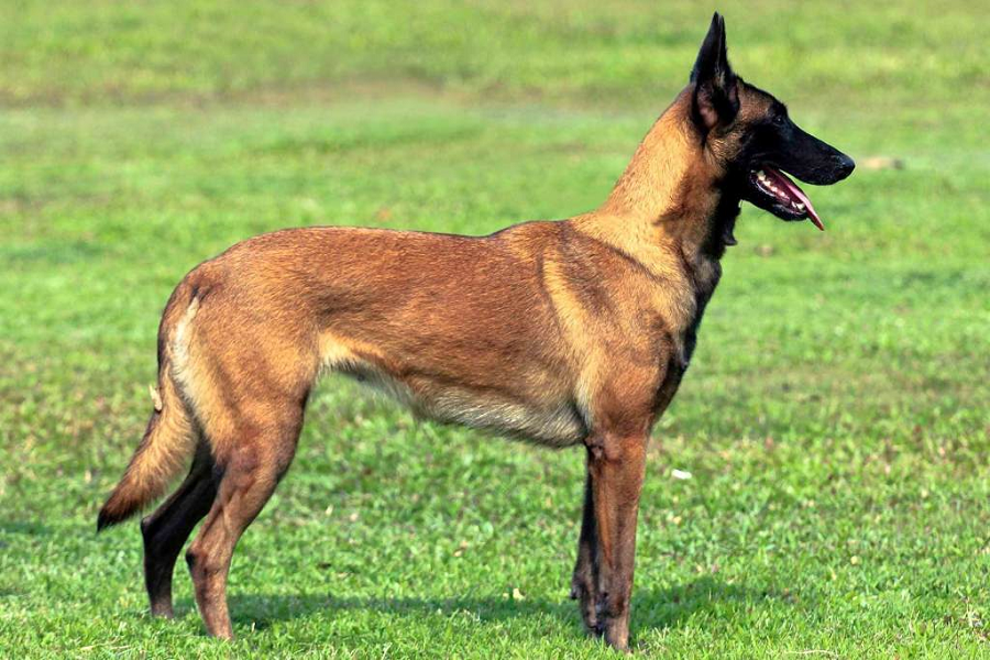 belgian malinois, dogs