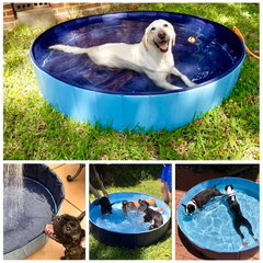 pet, dog, pool