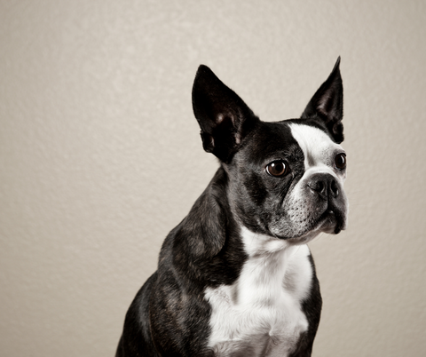 boston terriers