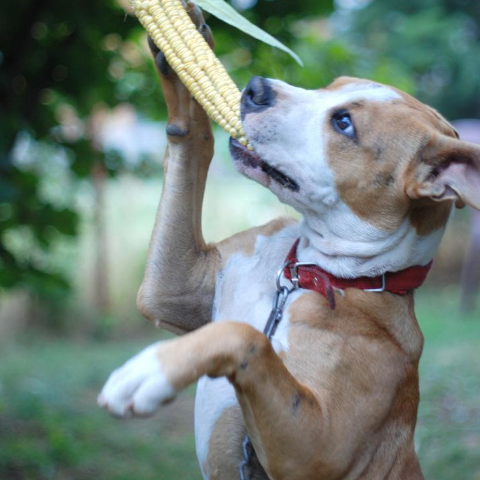 dog, corn