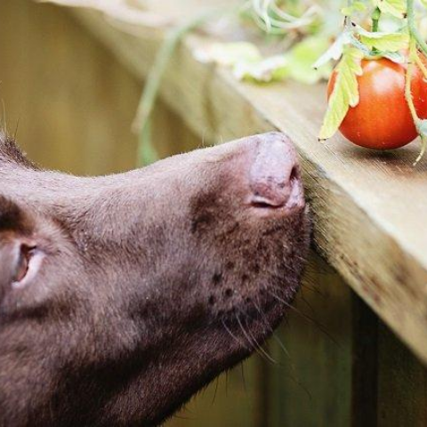 dogs, tomatoes