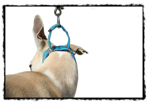 How to Attach Dog Tags to a Collar Or a Harness