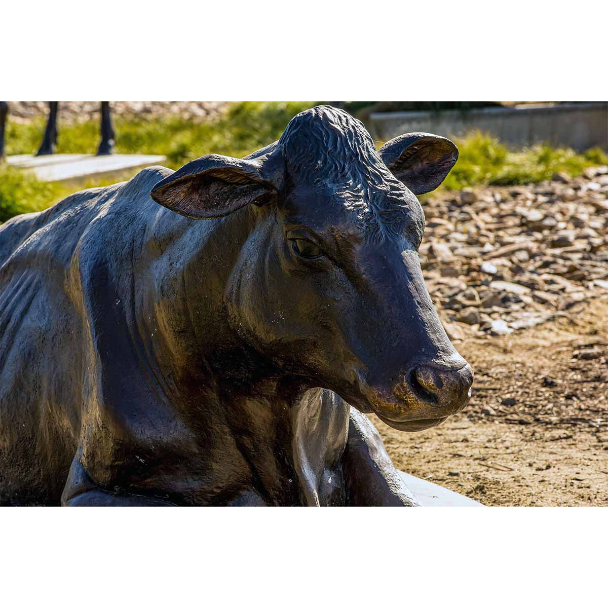 Custom Bronze Holstein CowLying Down Randolph Rose