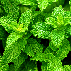 Peppermint Essential Oil Canada