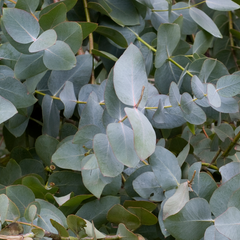 Eucalyptus Essential Oil