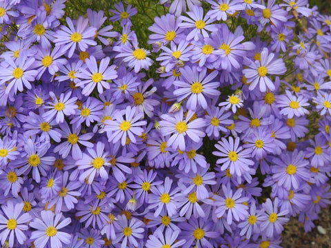 Warndu Australian Native | Wildflower Swan River Daisies