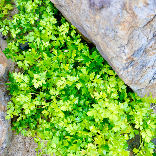 Australian Native sea parsely | Warndu Australian Native Food