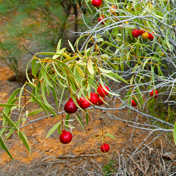 Desert quandong plant | Warndu Australian Native Food