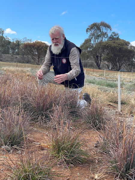 Bruce Pascoe with Kangaroo Grass | Warndu Australian Native Food