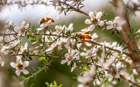 Warndu Australian Native | Manuka Flower