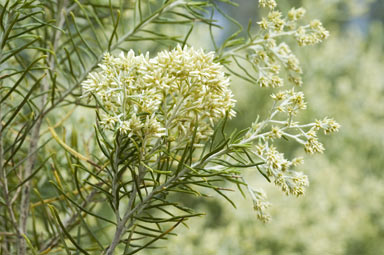 Native Curry Bush | Warndu | Photo by Murray Fagg, near Armidale, NSW