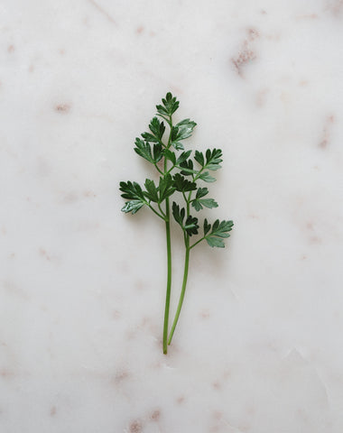 Sea Parsley | Warndu Australian Bush Tucker © Warndu Pty Ltd. Photographs by Luisa Brimble.