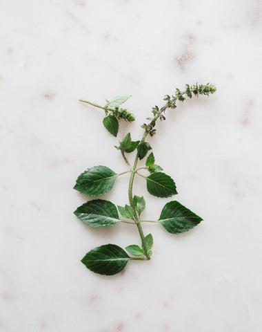 Wild Basil | Warndu Australian Bush Tucker © Warndu Pty Ltd. Photographs by Luisa Brimble.