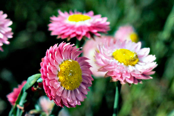 Warndu Australian Native | Wildflower Tall Strawflower