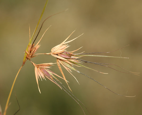 Kangaroo Grass | Warndu Australian Native Food