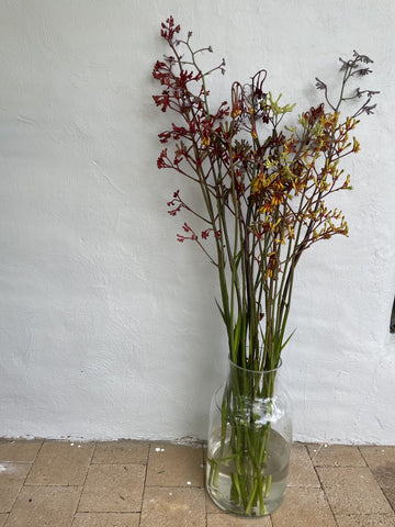 Bush Botanical Kangaroo Paw