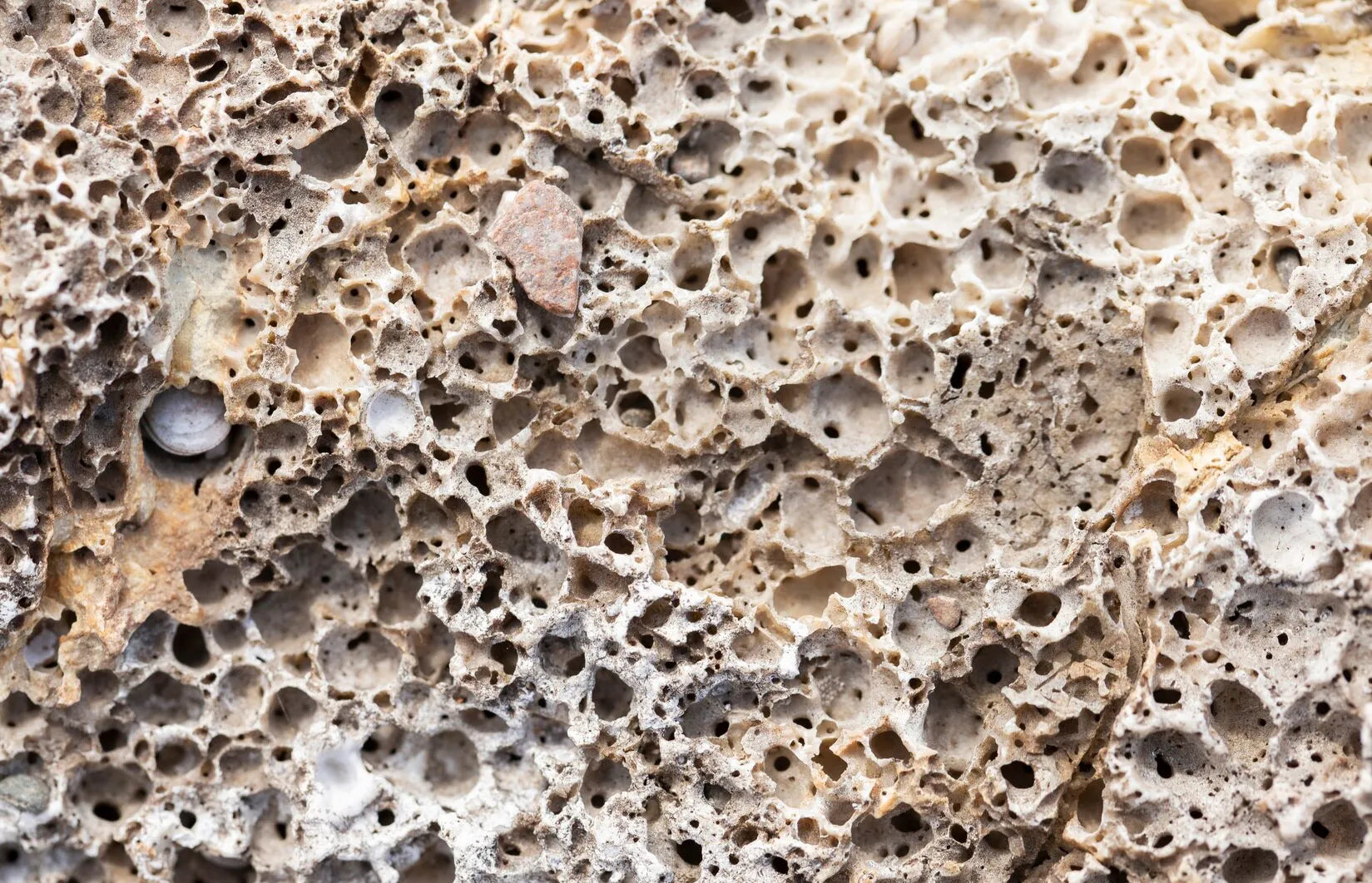 coral-calcium-from-fossilized-corals.webp__PID:bca70d05-e8e9-485a-99ca-5ea6b221ee96