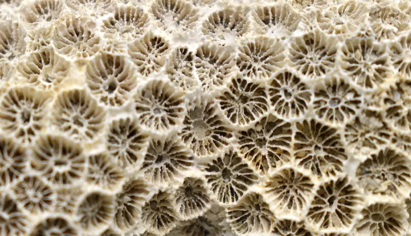 fossilized-coral.webp__PID:93274405-a034-43b6-b2a5-a5d9f8c57842