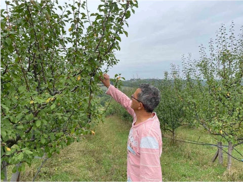 ZETS Apple Picking