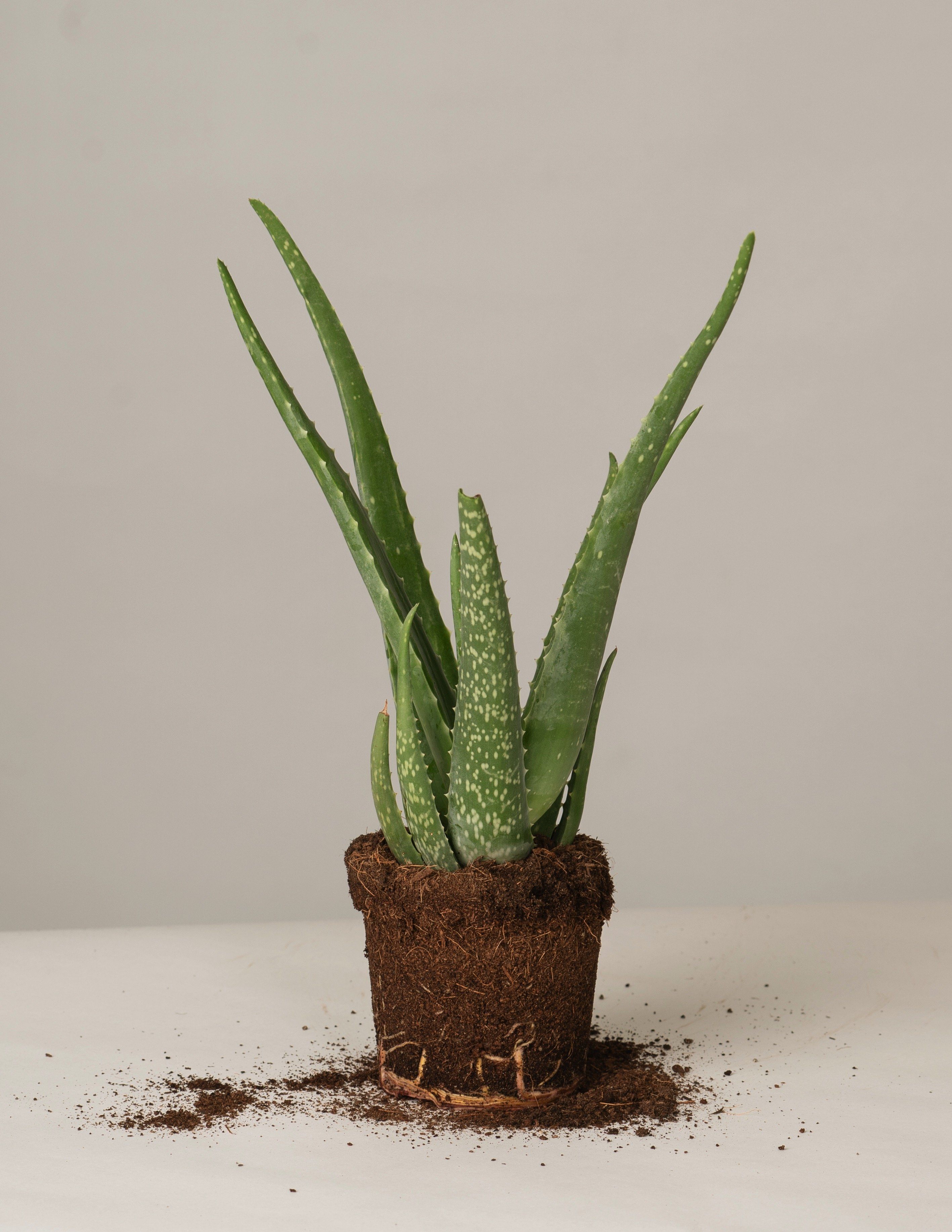 Aloe Vera – vielgrün