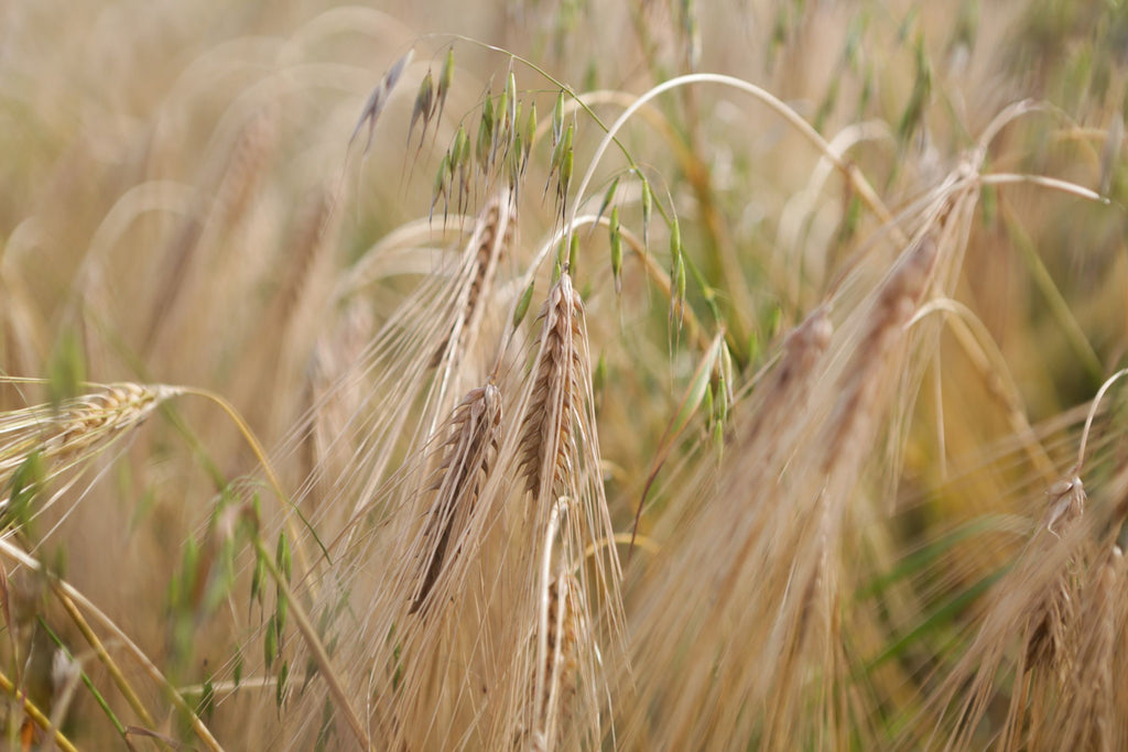 close up of ripe barley grains in a barley field