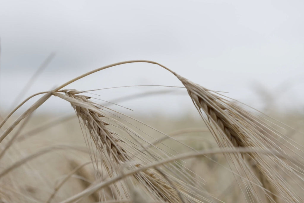 Ripe Barley grains drooping over under a grey Scottish sky