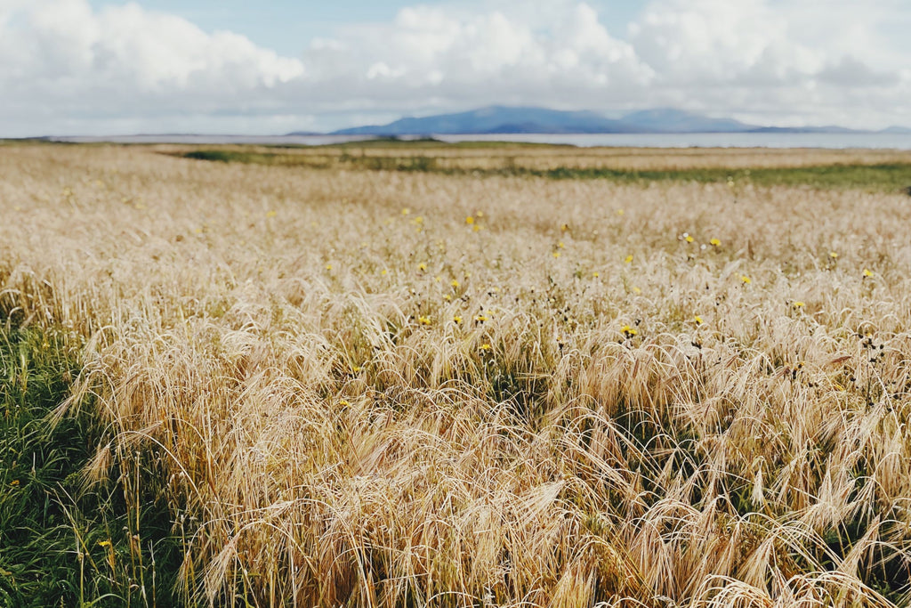 A machair field of ripe bere barley under a grey cloudy Hebridean sky.