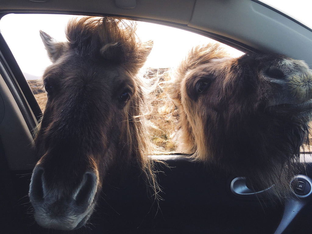 Two dark brown shetland ponies sticking their heads through the passenger window of a car 