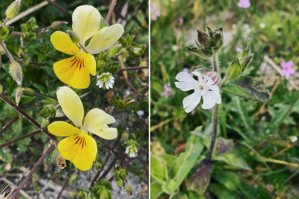 machair wildflowers in bloom, north uist, outer hebrides, field pansy, viola, wild campion