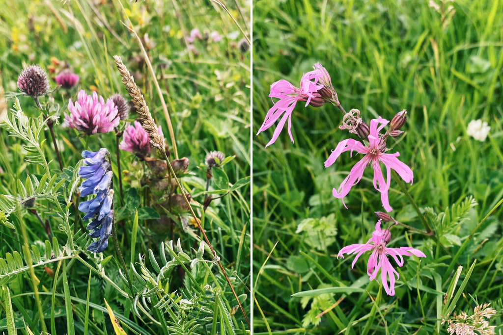 machair wildflowers, flowers in bloom, north uist, outer hebrides. cow vetch, blue vetch, red clover, ragged robin, 