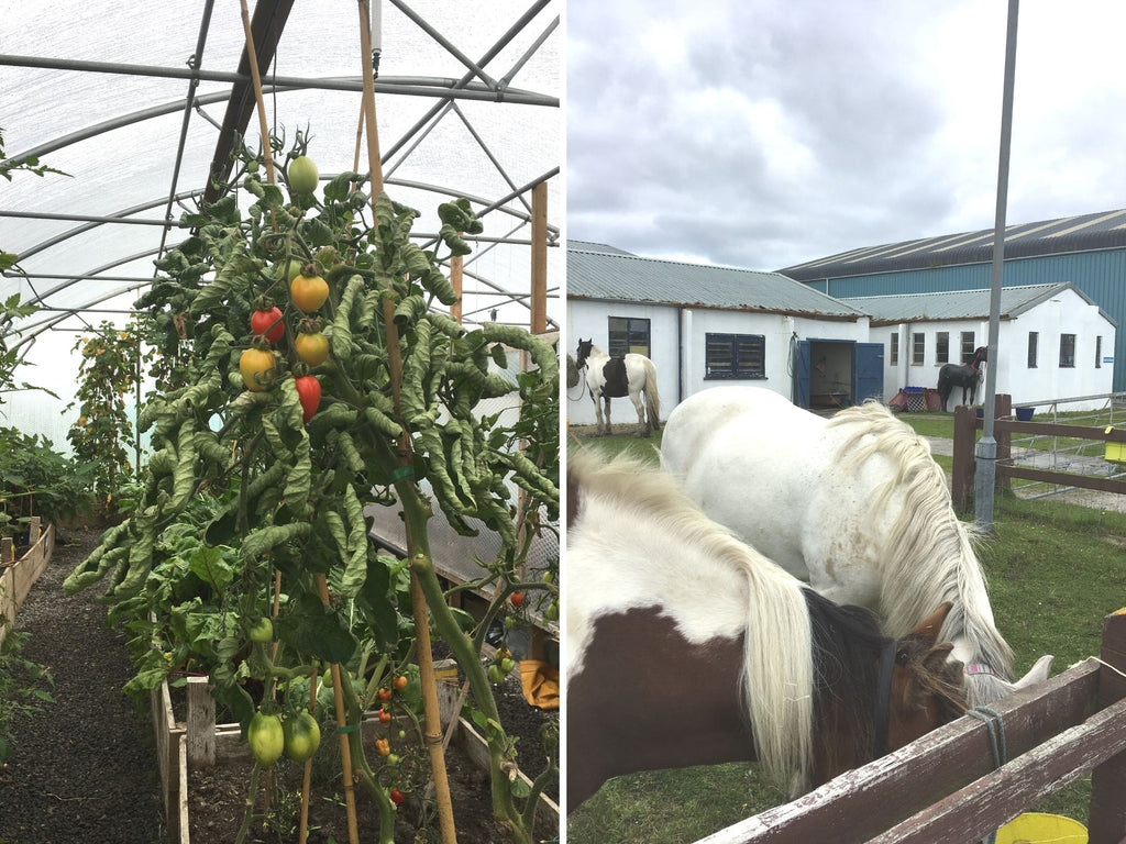 Tagsa community garden tomatoes, Benbecula Riding school horses 