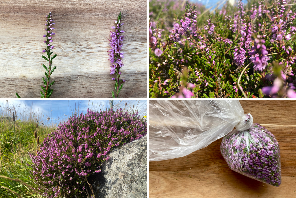 four images in a grid, the first of two sprigs of heather, one open and one still in bud. The second of a tuffet of heather growing in the wild. The third of a metal bowl with bright purple picked flowers inside it. The four a plastic bag of heather flowers with a knot tied in the bag 
